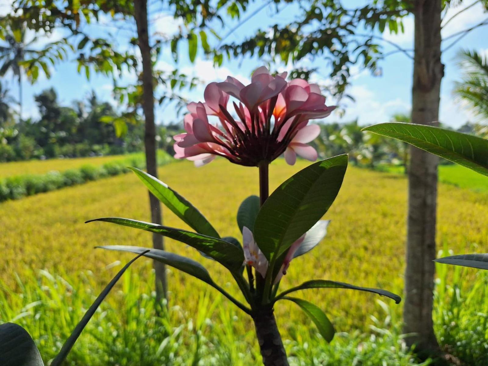 Bunga Maliq Bungalow Lombok テテバトゥ エクステリア 写真